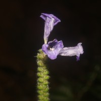 Strobilanthes auriculata var. dyeriana (Mast.) J.R.I.Wood